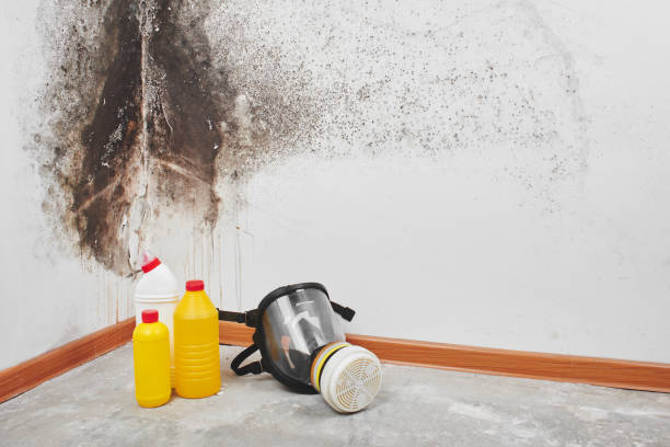 Best Attic Mold Removal  in Mascoutah, IL