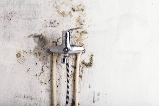 Best Mold Damage Repair  in Mascoutah, IL
