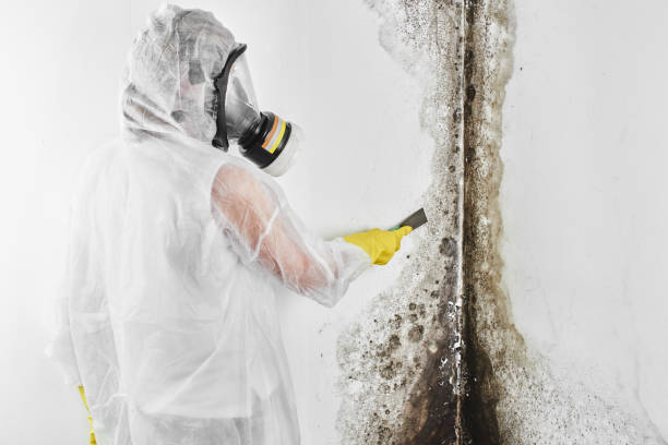 Best Office Mold Removal Services  in Mascoutah, IL