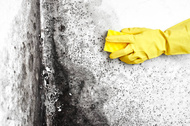 Best Crawl Space Mold Removal  in Mascoutah, IL