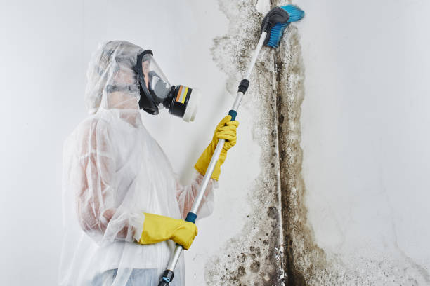 Best Local Mold Removal Service  in Mascoutah, IL