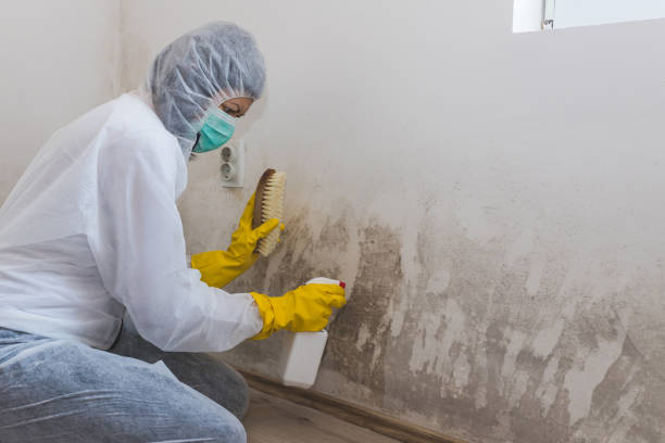 Professional Mold Removal in Mascoutah, IL