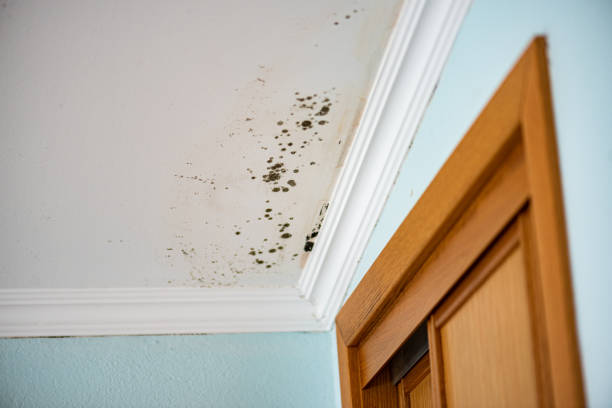 Water Damage Restoration in Mascoutah, IL