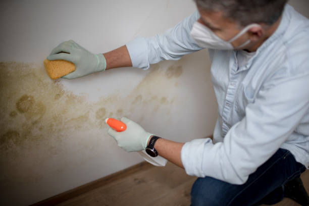 Best Mold Cleaning Services  in Mascoutah, IL