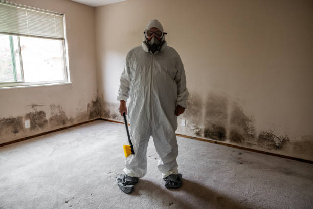 Best Professional Mold Removal  in Mascoutah, IL