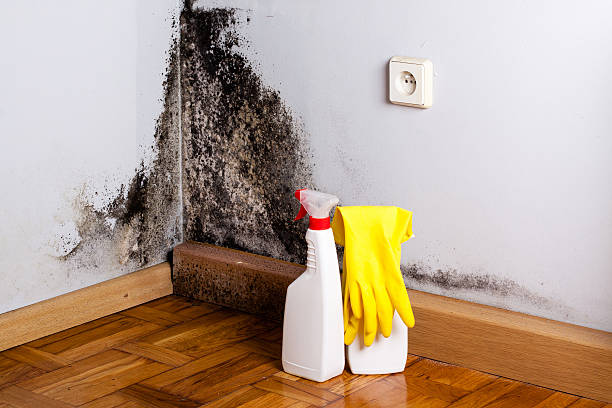 Best Crawl Space Mold Removal  in Mascoutah, IL