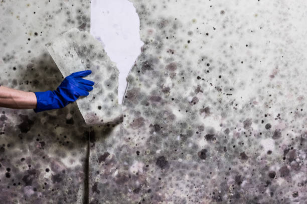 Best Water Damage Restoration  in Mascoutah, IL