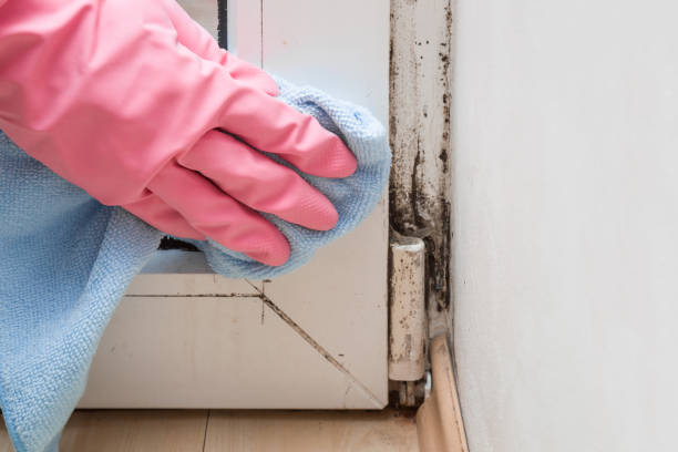 Crawl Space Mold Removal in Mascoutah, IL