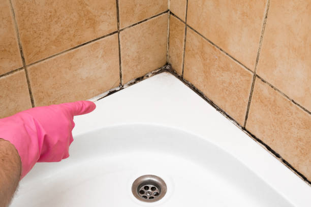 Best Same-Day Mold Removal  in Mascoutah, IL